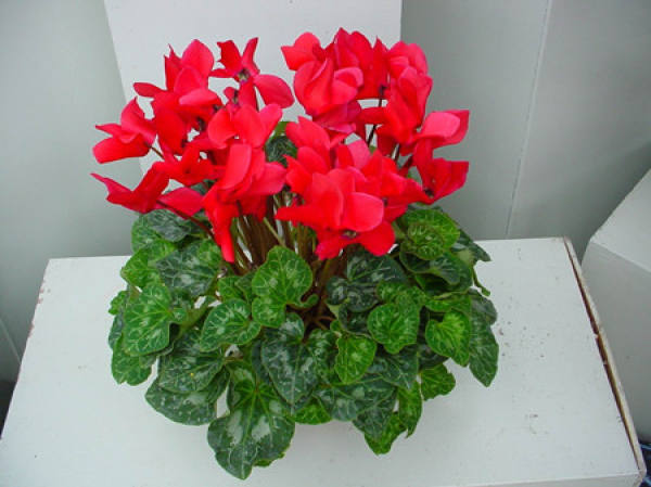 Cyclamen