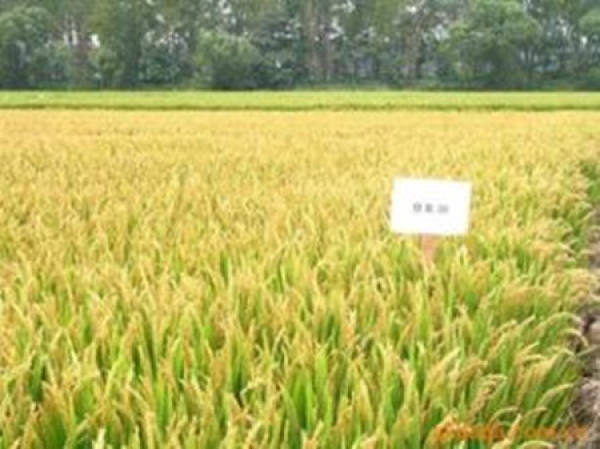Cultivation and sowing of dandelion