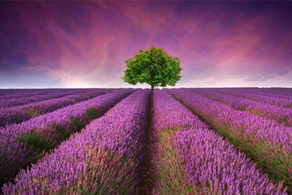 Lavender blossoms