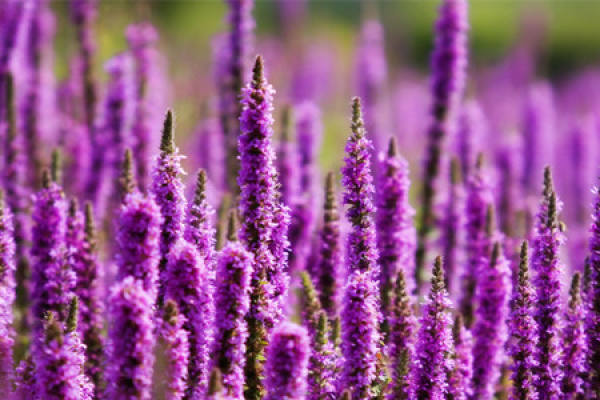 Lavender blossom