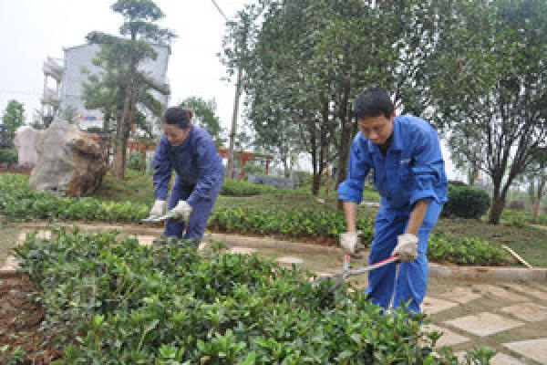 Lavender pruning