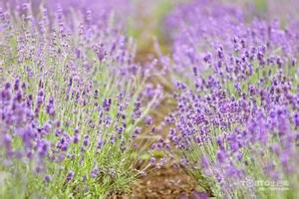 Lavender pruning