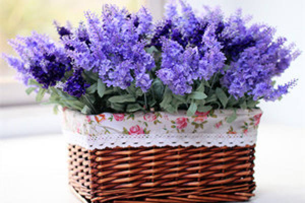 Lavender pruning