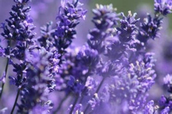 Lavender pruning