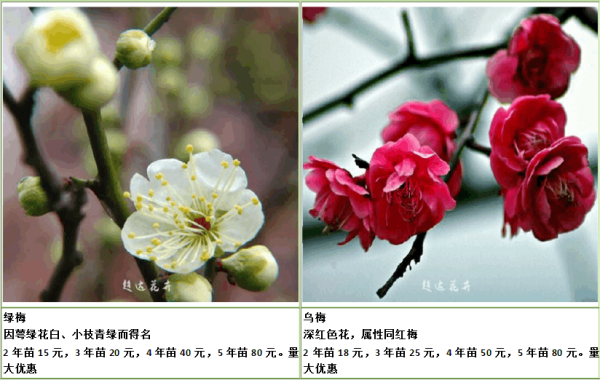 Green plum and black plum