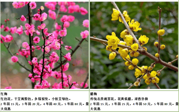 Green plum and black plum