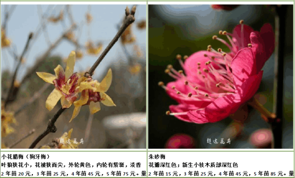 Green plum and black plum