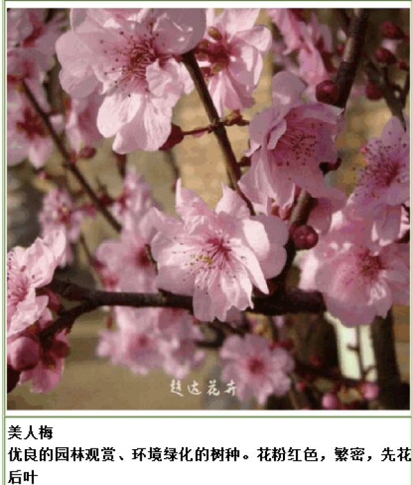 Green plum and black plum