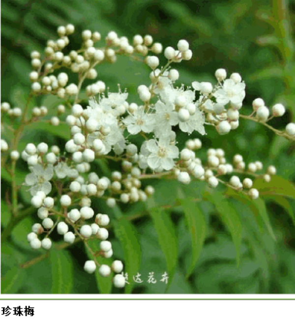 Green plum and black plum