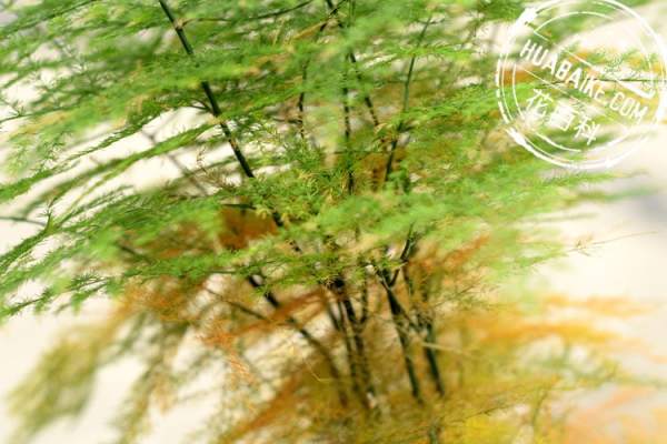 Beautiful asparagus fern