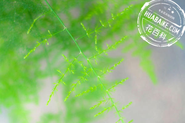 Beautiful asparagus fern