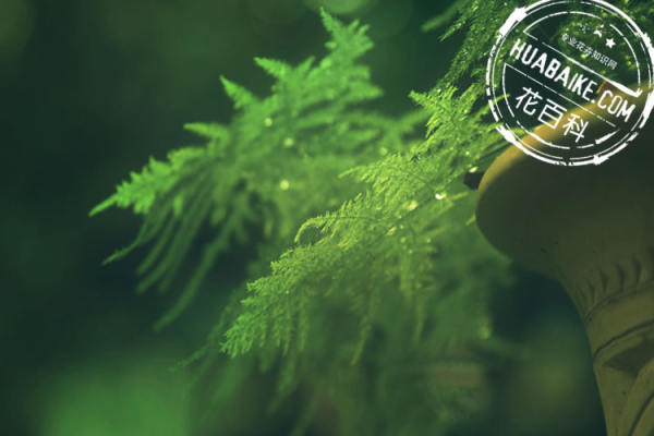 Beautiful asparagus fern