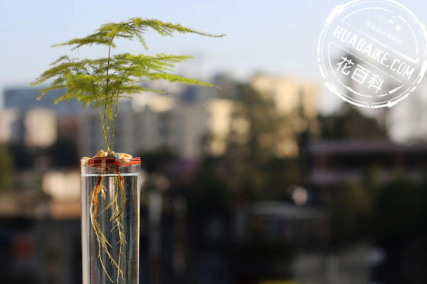 Beautiful asparagus fern
