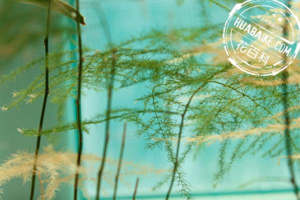 Beautiful asparagus fern