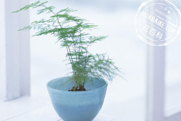 Beautiful asparagus fern