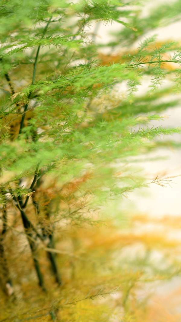 Beautiful asparagus fern