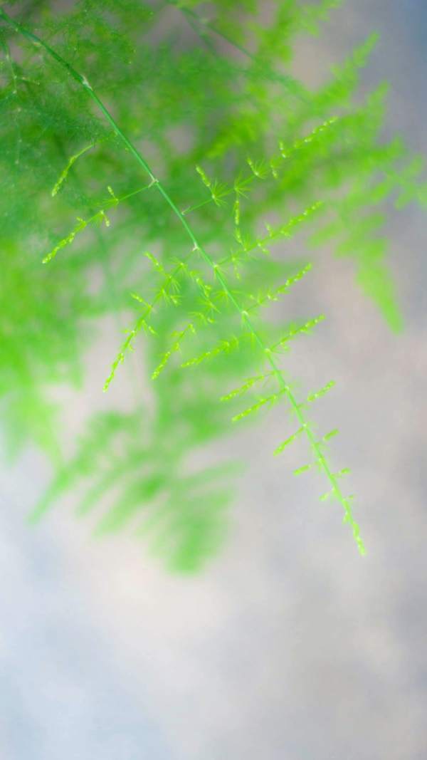 Beautiful asparagus fern