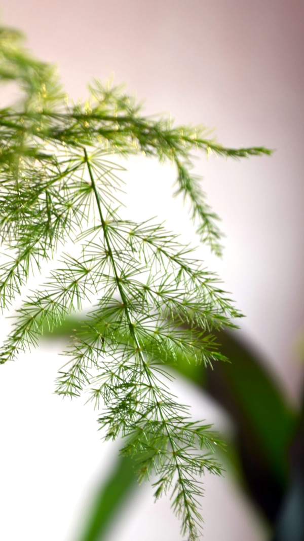 Beautiful asparagus fern