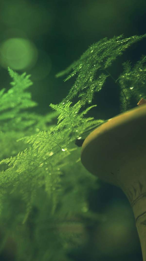 Beautiful asparagus fern