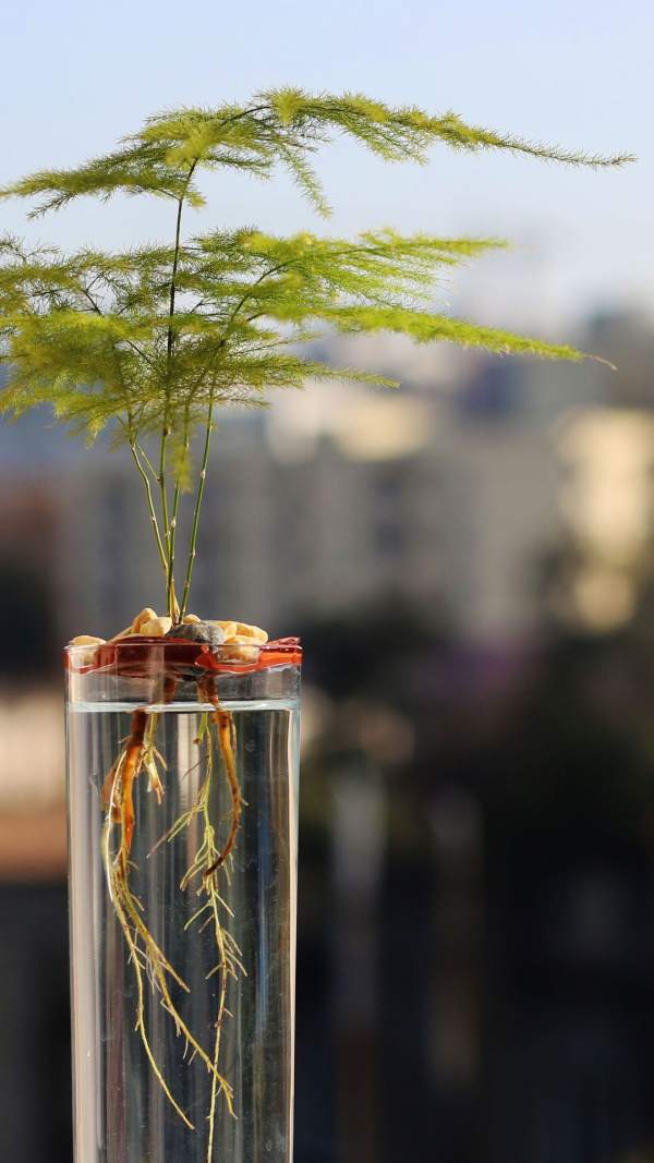 Beautiful asparagus fern