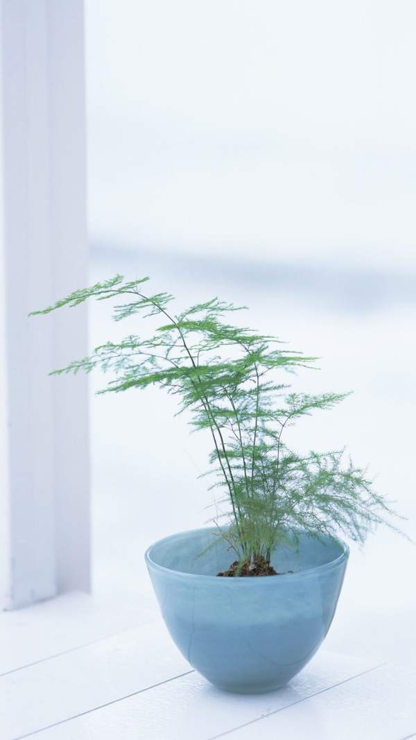 Beautiful asparagus fern