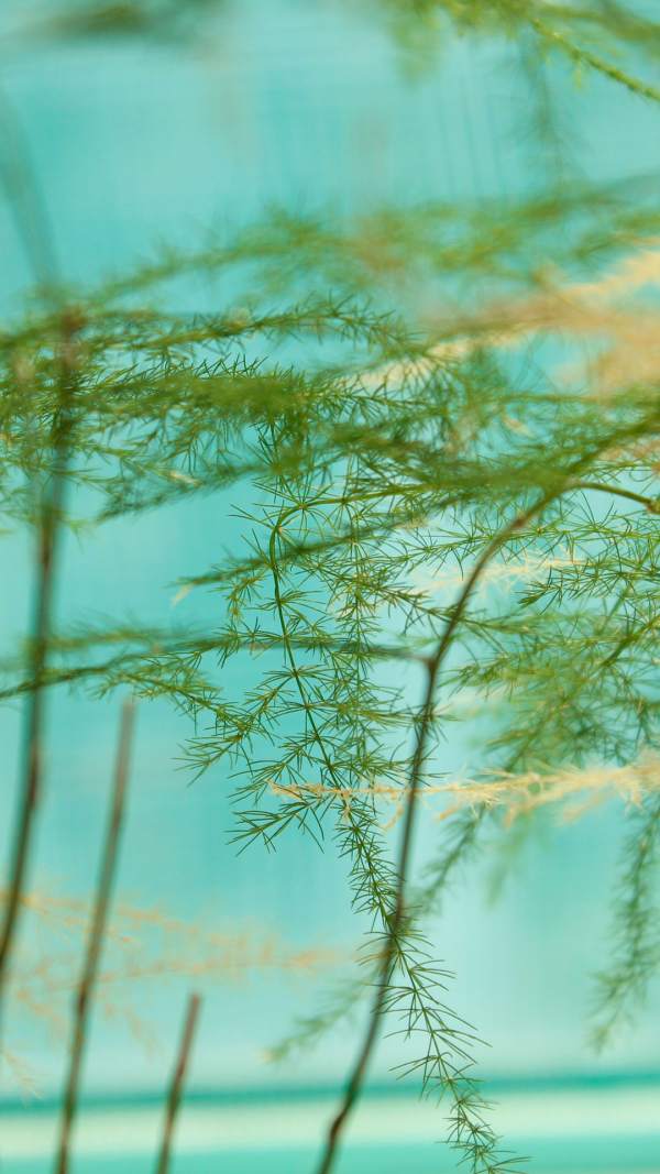 Beautiful asparagus fern