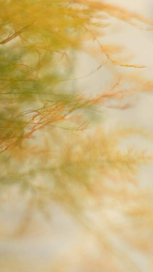 beautiful bamboo