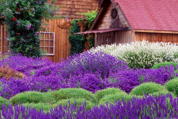 The growth environment of lavender