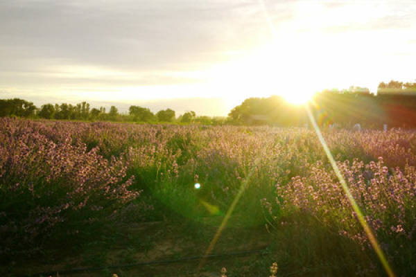 The growth environment of lavender