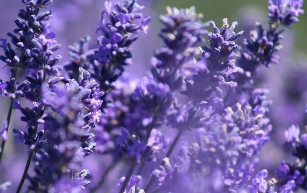 environment for lavender growth