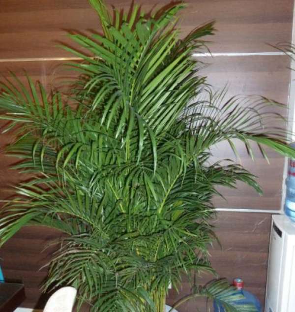 Areca manihot picture