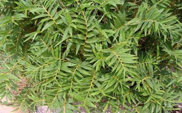 Areca manihot picture