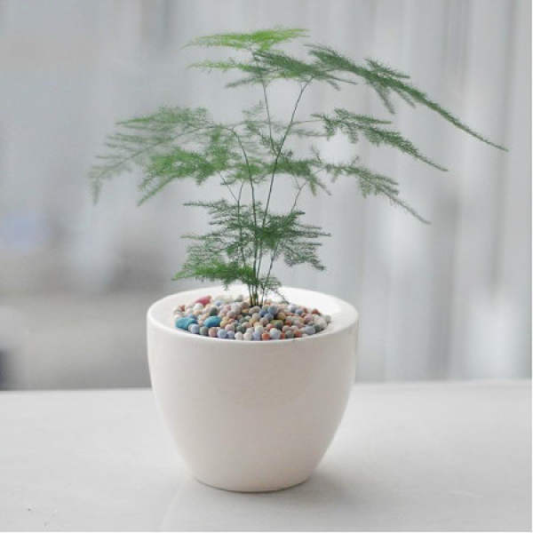 Potted asparagus fern