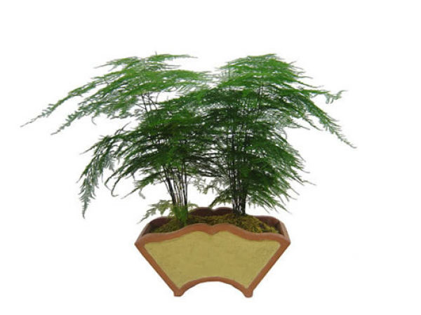 bamboo bonsai