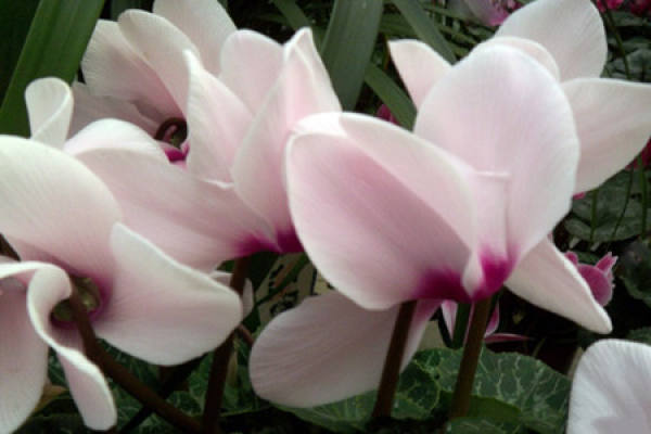 Light pink Cyclamen