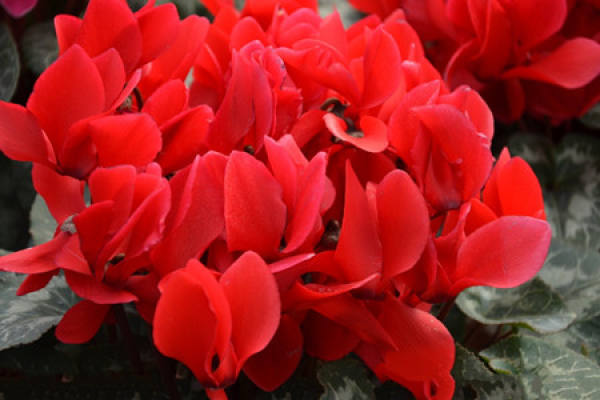 Light pink Cyclamen