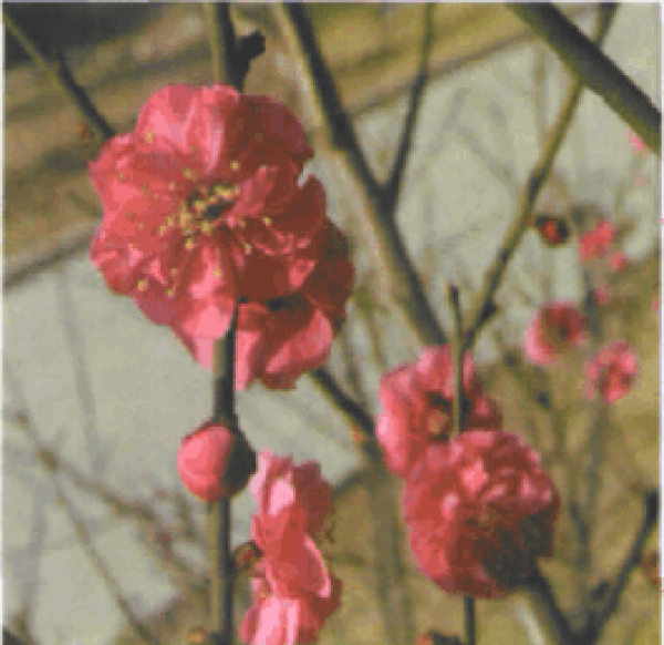 Ba Chong Han Hong
