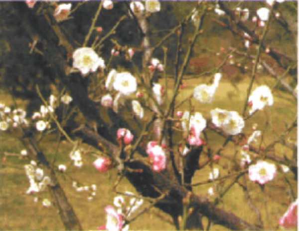 Ba Chong Han Hong