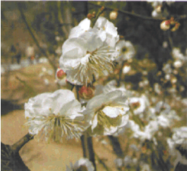 Ba Chong Han Hong