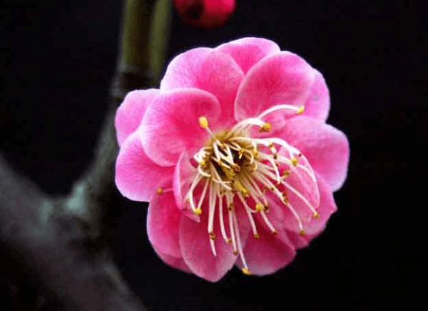 badeihanhong