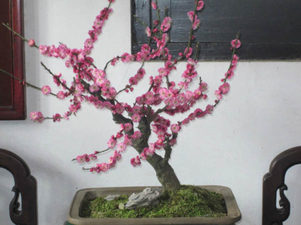 Plum blossom in earthen pot