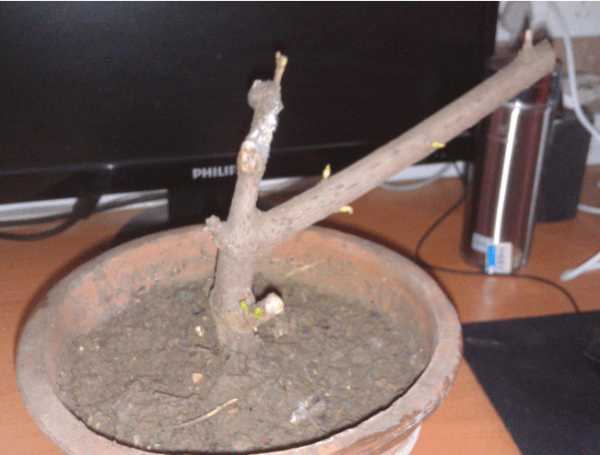 plum cutting
