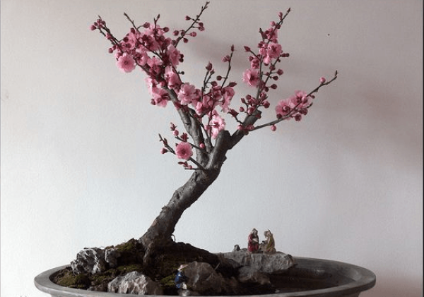 Plum blossom potted landscape