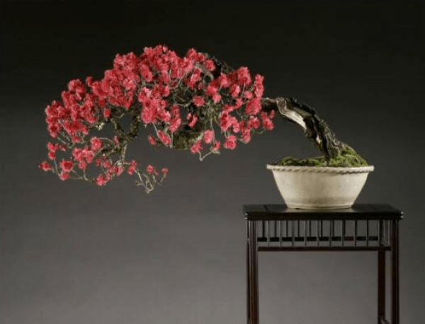 Plum blossom potted landscape