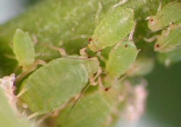 downy mildew of rose