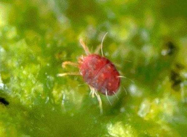 downy mildew of rose