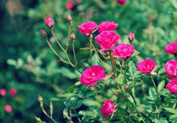 Notes on summer roses