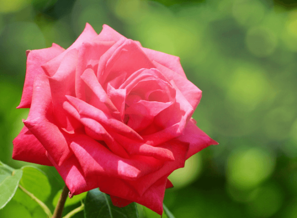 Notes on summer roses