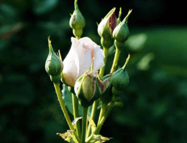 Autumn Rose