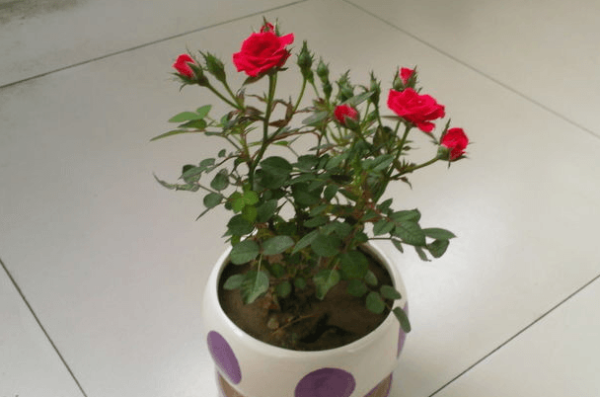 Potted rose